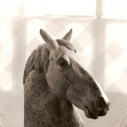 Opdracht Paardenkop 1993, Belgisch hardsteen (100x100x45)